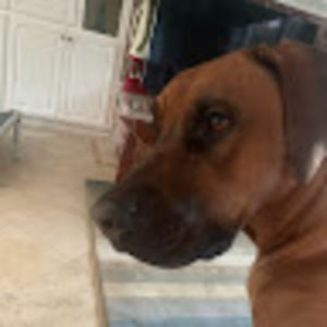 Meet your Posher, Phoebe